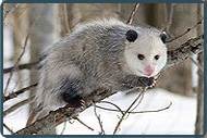 Opossums Removal NJ | Opossums Control New Jersey | Opossums Animal Control NJ - Image