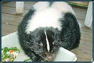 Skunk Removal NJ | Skunk Control New Jersey | Skunk Animal Control NJ - Image