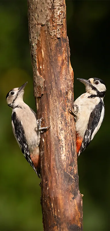 Slideshow Image 3